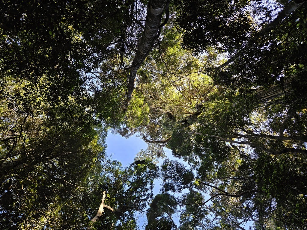 Lamington NP