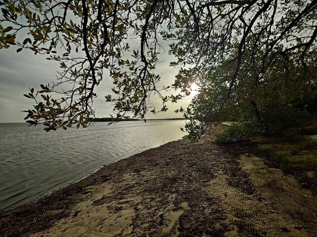 Ein bedeckter Himmel über ruhigem Wasser. Dichte Baumäste im Vordergrund rahmen den Blick auf den sandigen, mit Pflanzenresten bedeckten Uferstreifen