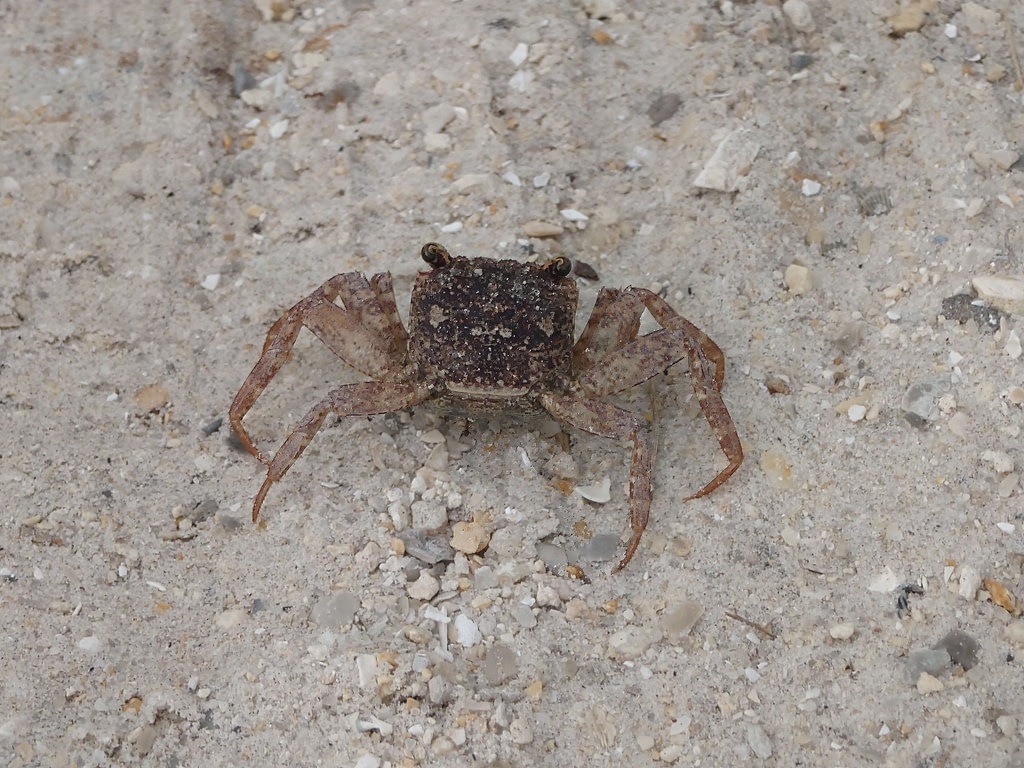 Eine braune Krabbe mit dunklem, körnigem Panzer steht auf sandigem Kiesboden und vermischt sich mit ihrer Umgebung