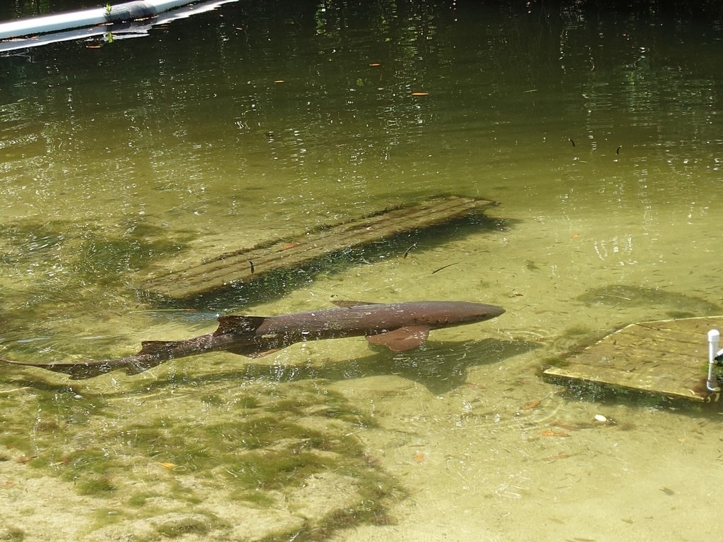 Ein großer, dunkler Hai gleitet unter der Oberfläche. Im Hintergrund ist eine lange Holzstruktur zu sehen, rechts unten ragt ein Teil einer Plattform ins Wasser