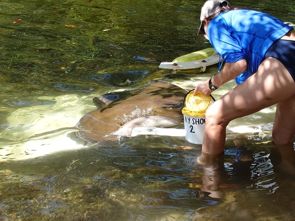Eine Person in blauem Shirt hält einen Eimer ins flache Wasser, während ein großer brauner Rochen direkt neben der Person schwimmt