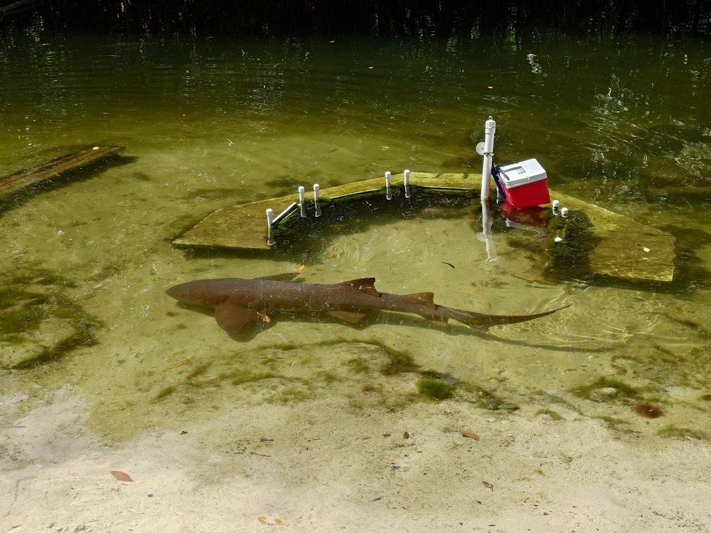 Ein Haifisch schwimmt im flachen Wasser vorbei an einer runden Plattform, auf der ein roter cooler steht und weiße Stäbe in das Wasser ragen