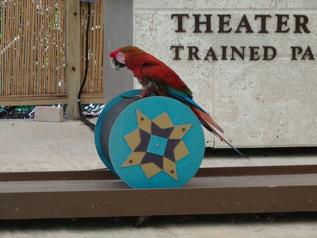 Ein roter Papagei sitzt auf einer blauen Rolle mit einem gelb-schwarzen Sternmuster, im Hintergrund steht auf einer Mauer „THEATER TRAINED PA“