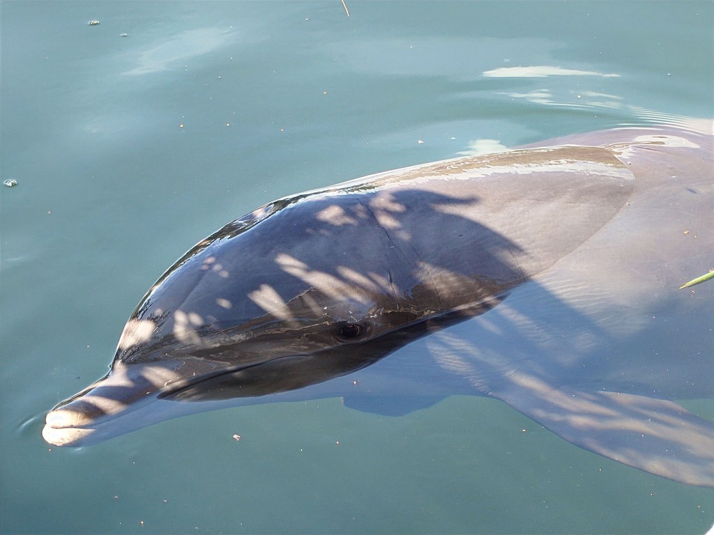 Ein Delfin schwimmt mit dem Kopf über der Wasseroberfläche, wobei Schatten von Blättern auf seiner grauen Haut und dem Wasser liegen