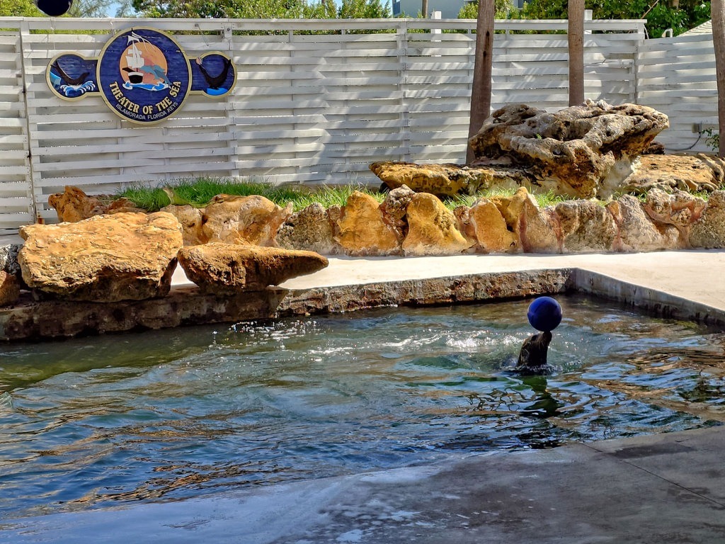 Eine Seelöwin balanciert eine blaue Kugel auf der Nase im Wasser vor felsigem Hintergrund und einem Schild mit der Aufschrift „Theater of the Sea“