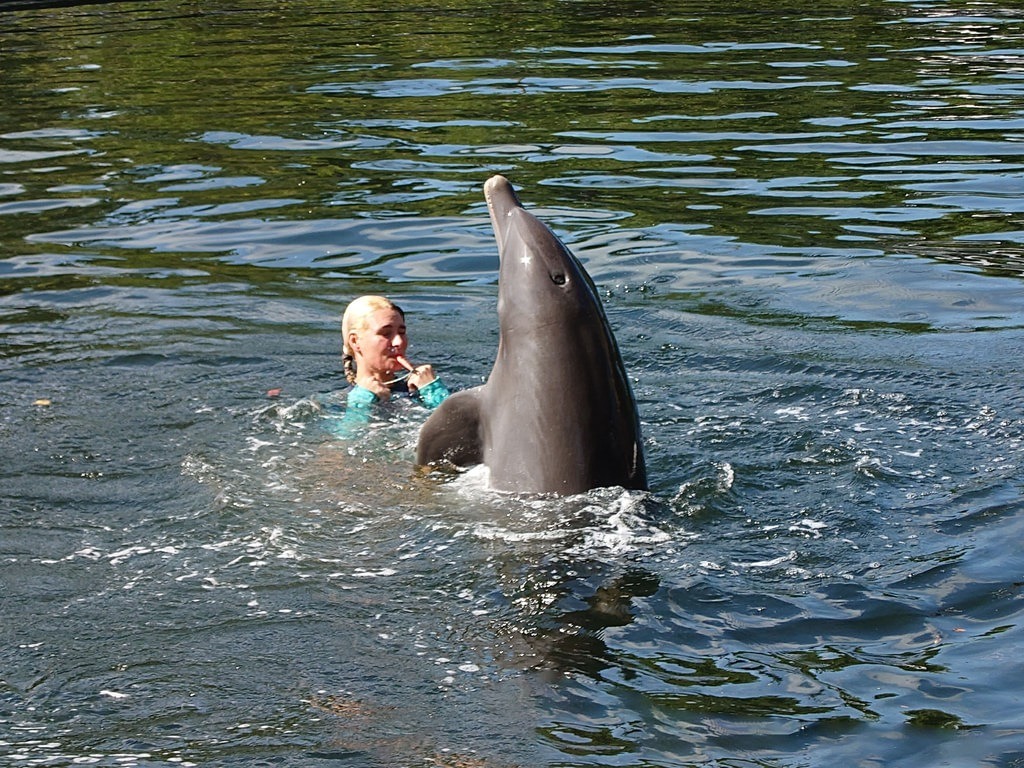 Eine blonde Frau im türkisfarbenen Oberteil steht im Wasser neben einem Delfin, der fast senkrecht aufragt. Die Frau hält die Hand zum Mund
