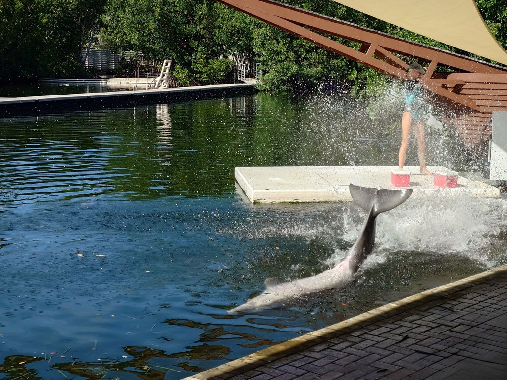 Ein Delfin taucht mit hochgeschlagenem Heck aus dem Wasser auf, wobei viel Spritzwasser entsteht, im Hintergrund steht eine Person auf einer Plattform
