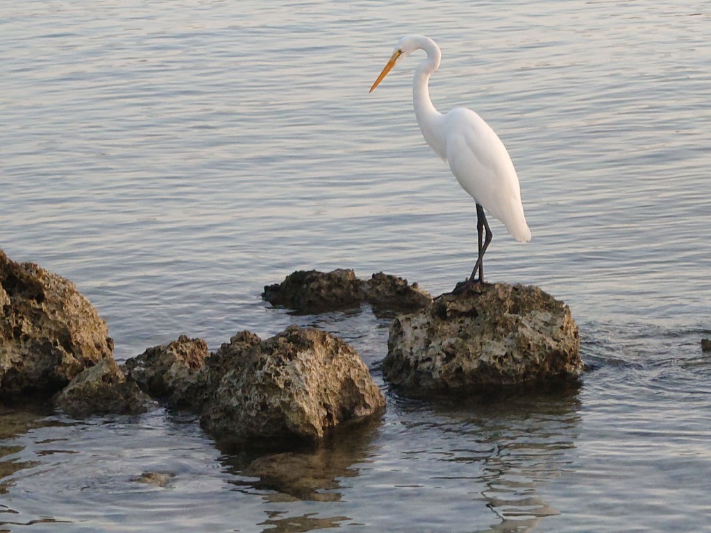 Ein großer weißer Vogel mit langem gelbem Schnabel und schwarzen Beinen steht auf einem Felsen im Wasser, umgeben von weiteren Steinen