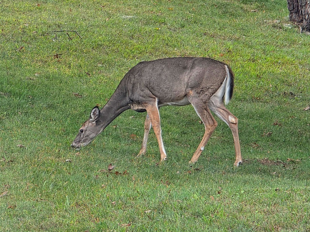 Eine Dammhirschkuh mit graubraunem Fell frisst auf einer grünen Wiese. Das Tier hat einen weißen Schwanzansatz und steht seitlich im Profil