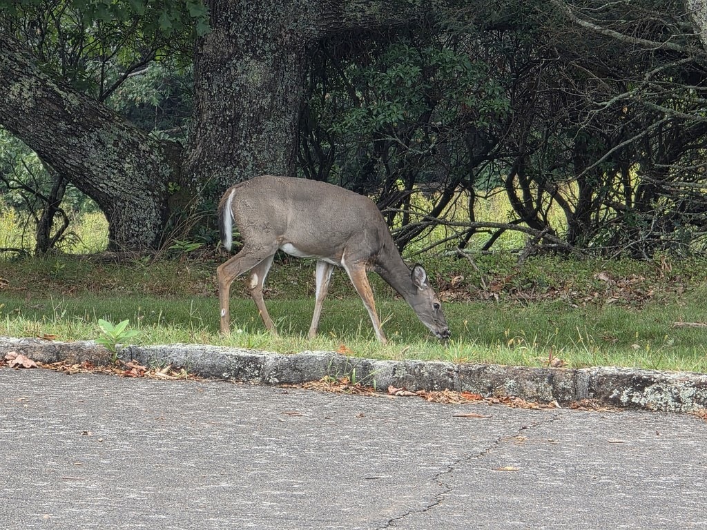 Eine Hirschkuh frisst Gras auf einem Streifen Wiese direkt neben einer asphaltierten Straße. Im Hintergrund wachsen Bäume und Sträucher dicht beieinander