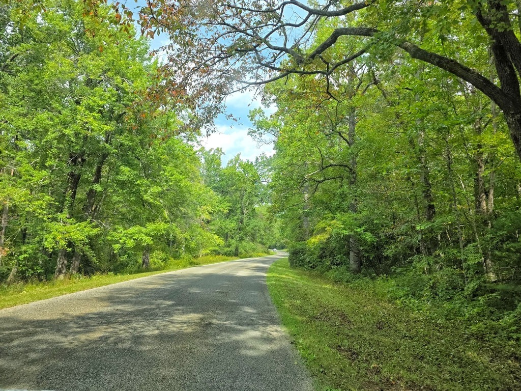 Eine asphaltierte Straße führt in einen dichten grünen Wald. Bäume säumen den Weg unter einem blauen Himmel, im Hintergrund ist ein weißes Auto zu erkennen