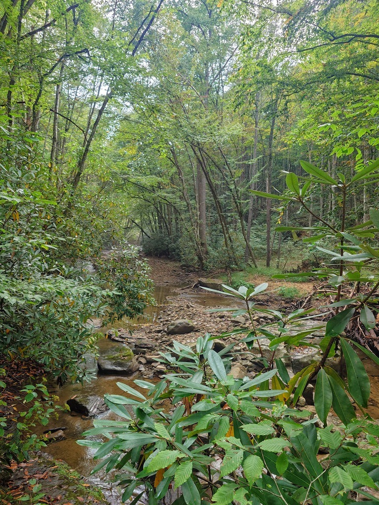 Ein Bachlauf fließt durch einen dichten Wald über einen steinigen Boden, umgeben von hohen Bäumen und Sträuchern im Vordergrund