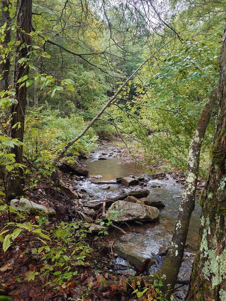 Ein Bach fließt durch einen Wald, das Wasser strömt über viele Steine. Bäume säumen das Ufer, ein Ast ragt ins Wasser, der Waldboden ist mit Laub bedeckt