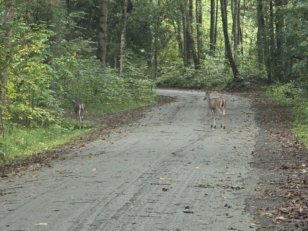 Zwei Hirsche auf einem unbefestigten Waldweg. Eines steht rechts auf der Straße, das andere links am Rand. Herbstlaub liegt auf dem Kies, umgeben von grünen Pflanzen