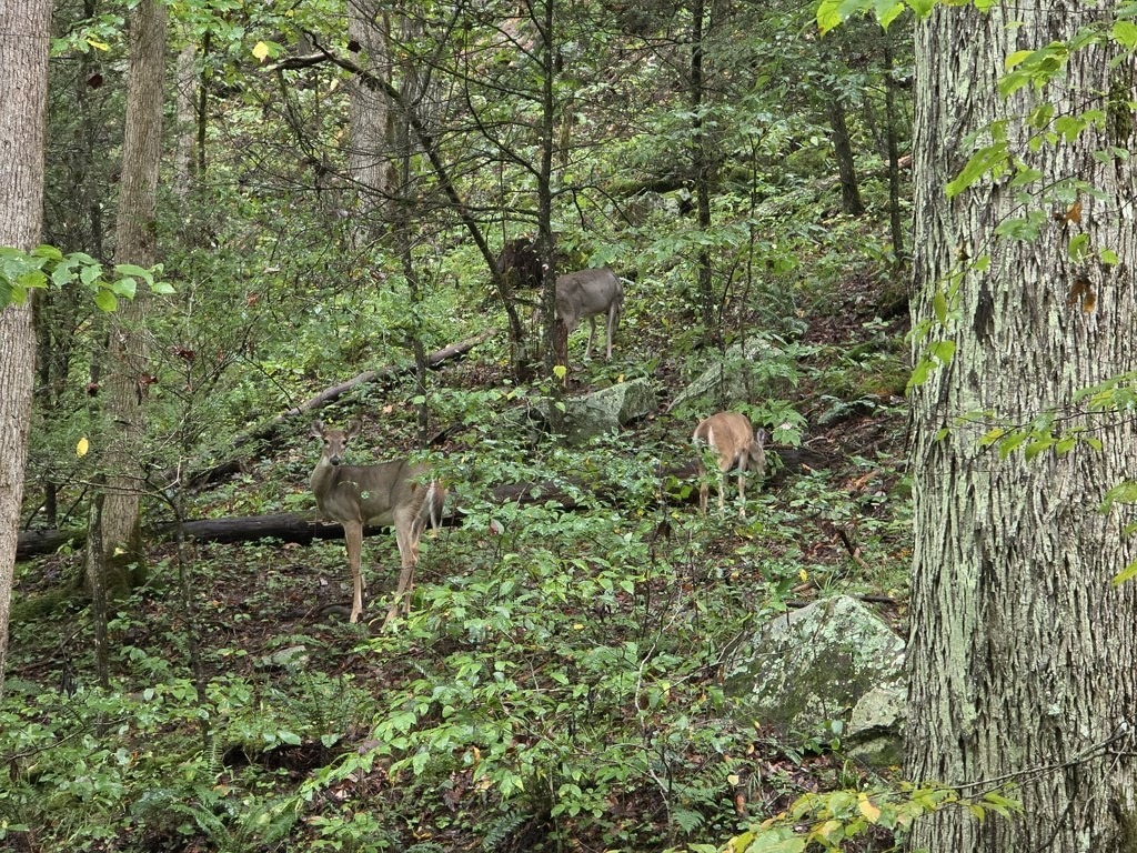 Drei Hirsche stehen in einem dichten Wald. Im Vordergrund blickt einer zur Kamera, rechts frisst der andere und weiter hinten steht ein dritter