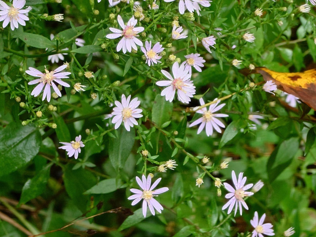 Viele kleine, helllila Blüten mit gelben Mittelpunkten wachsen dicht beieinander zwischen grünen Blättern und zahlreichen noch geschlossenen Knospen