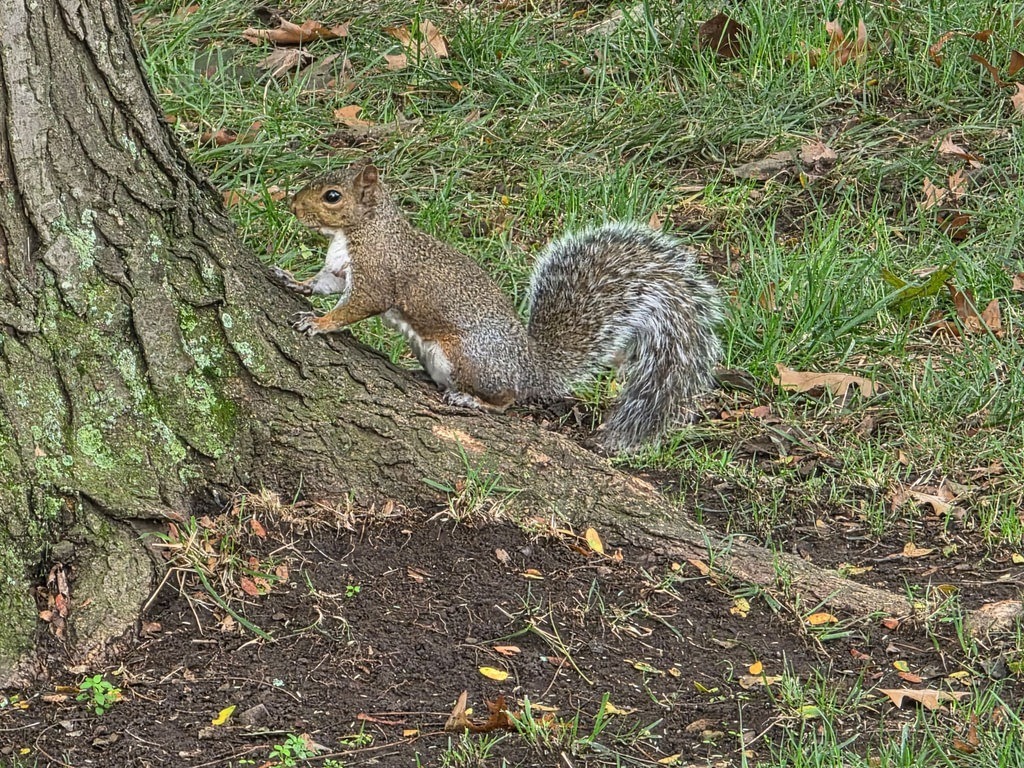 Ein Eichhörnchen mit graubraunem Fell, weißem Bauch und buschigem Schwanz klettert an der dicken Wurzel eines Baumes entlang, im Hintergrund ist Gras zu sehen