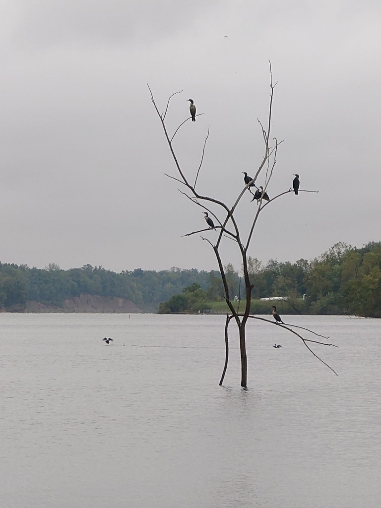 Mehrere Vögel ruhen auf den Ästen eines abgestorbenen Baumes, der aus dem Wasser ragt, vor dem Hintergrund eines bewaldeten Ufers unter einem bedeckten Himmel