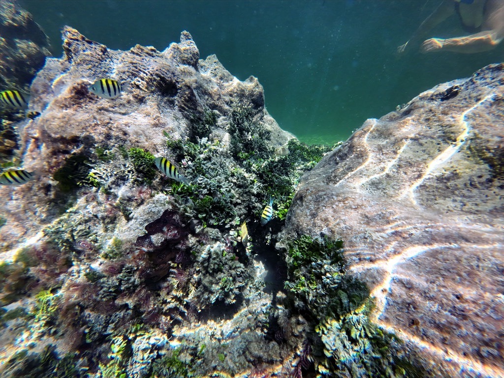 Unterwasseransicht von rauen Korallenformationen und Algenbewuchs, umgeben von mehreren schwarz-weiß gestreiften Fischen; oben schwimmt eine Person