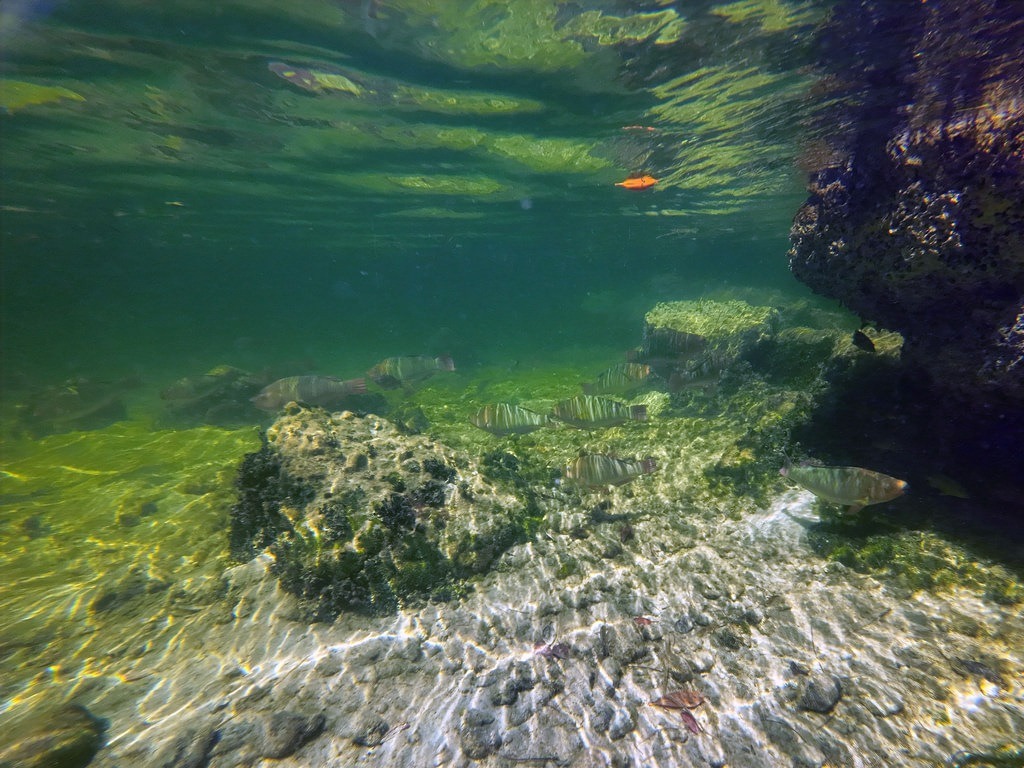 Eine Schule gestreifter Fische durchschwimmt klares, grünliches Flachwasser über einem kiesigen Grund, flankiert von dunklen Felsformationen an der Seite