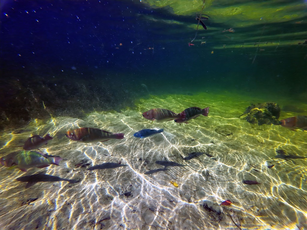 Ein blauer Fisch und mehrere gestreifte Fische schwimmen im klaren Wasser über einen sandigen Grund, auf dem das Sonnenlicht helle Lichtspiele wirft