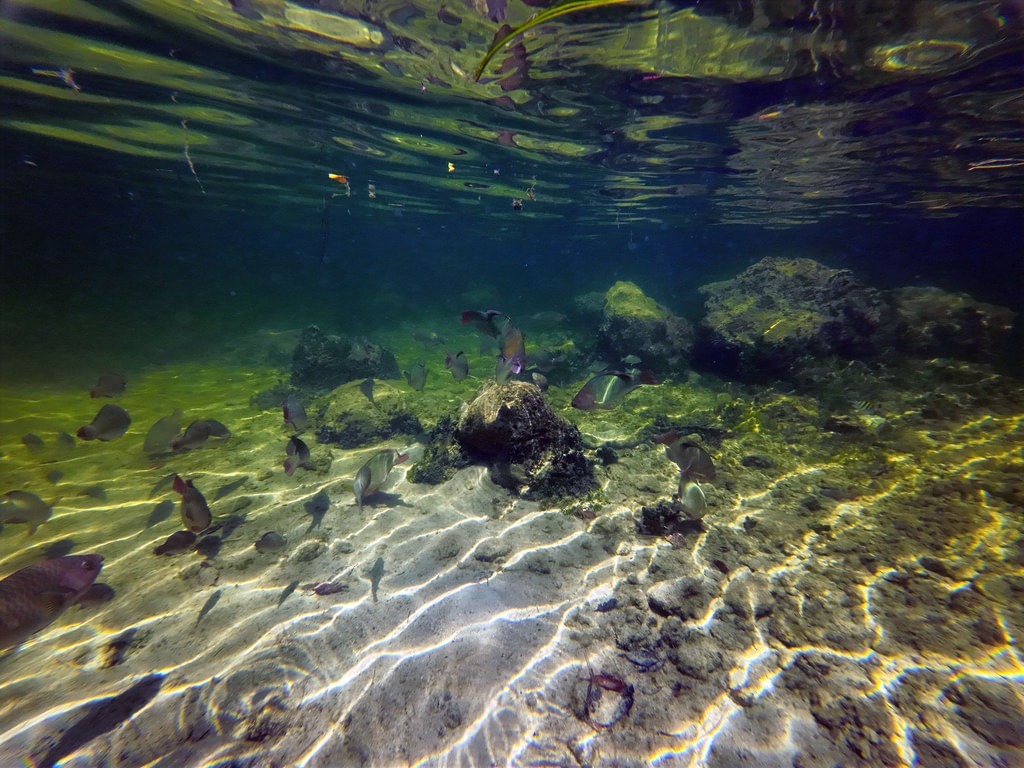 Ein Fischschwarm schwimmt über sandigem Grund und Felsen. Sonnenlicht fällt durch das Wasser und wirft helle Muster auf den Meeresboden