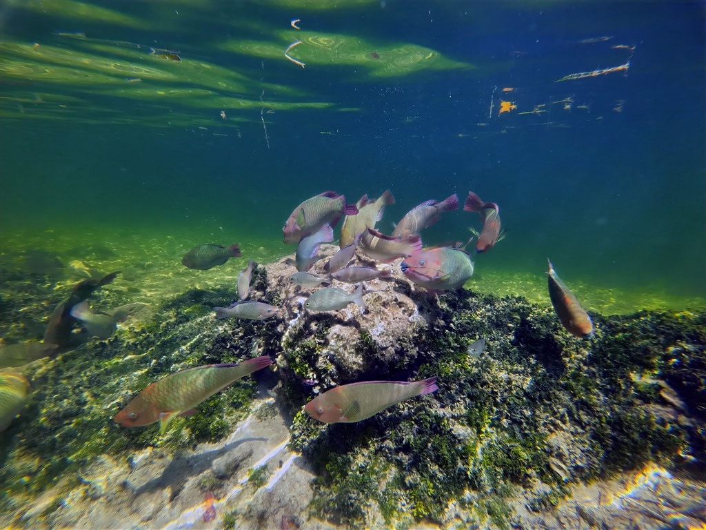 Mehrere bunte Fische schwimmen um einen felsigen Untergrund, der von grünen Algen bedeckt ist, während Lichtstrahlen ins blaue Wasser fallen