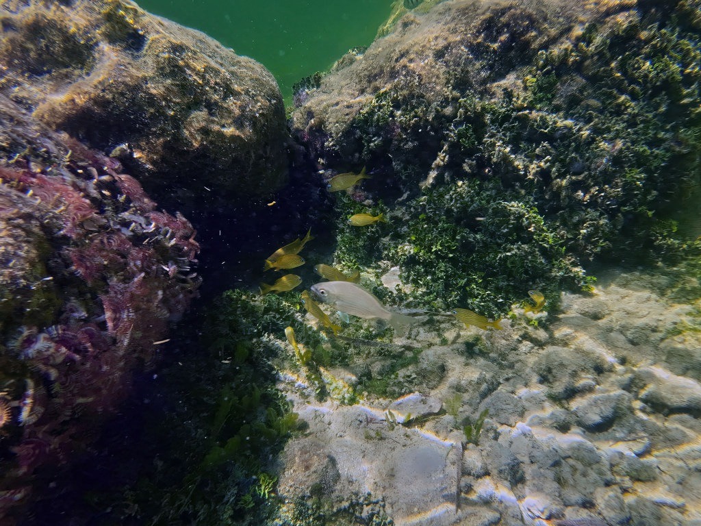 Unterwasseransicht: Ein silbriger Fisch und mehrere kleine, gelbe Fische mit dunklen Streifen schwimmen zwischen den mit Algen bewachsenen Felsen im grünen Wasser