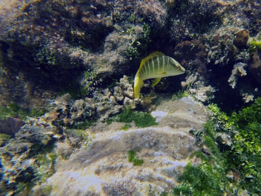 Ein grüner Fisch mit dunklen Streifen und gelben Flossen schwimmt an felsigen Strukturen, die mit Algen und Korallengestein bedeckt sind