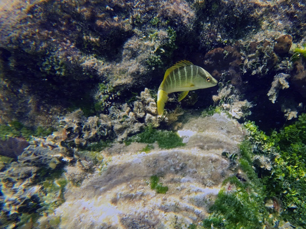 Ein grüner Fisch mit dunklen Streifen und gelben Flossen schwimmt an felsigen Strukturen, die mit Algen und Korallengestein bedeckt sind