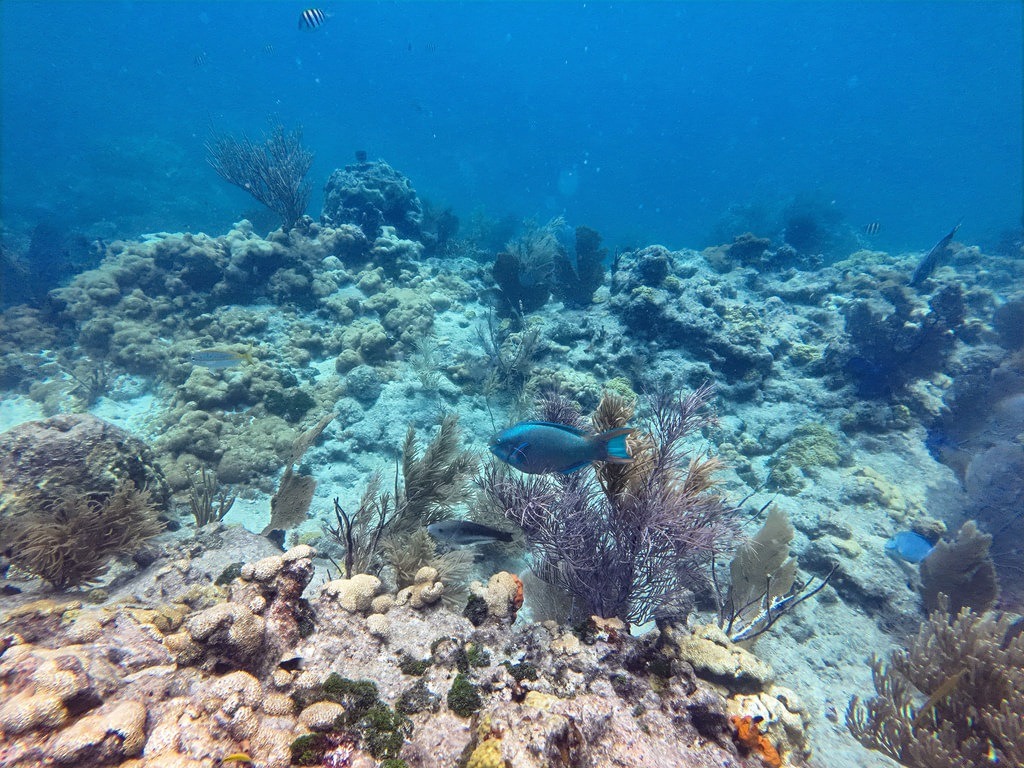Unterwasseraufnahme: Ein blauer Fisch schwimmt über ein Riff aus harten und weichen Korallen, während im blauen Hintergrund weitere Fische zu sehen sind