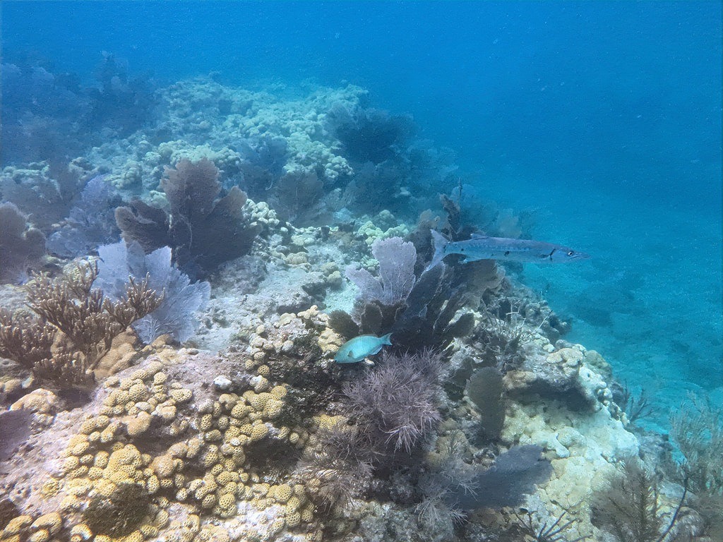 Ein Korallenriff mit braunen und fächerförmigen Korallen im blauen Wasser, über dem ein langer silbriger Fisch und ein kleinerer blauer Fisch schwimmen