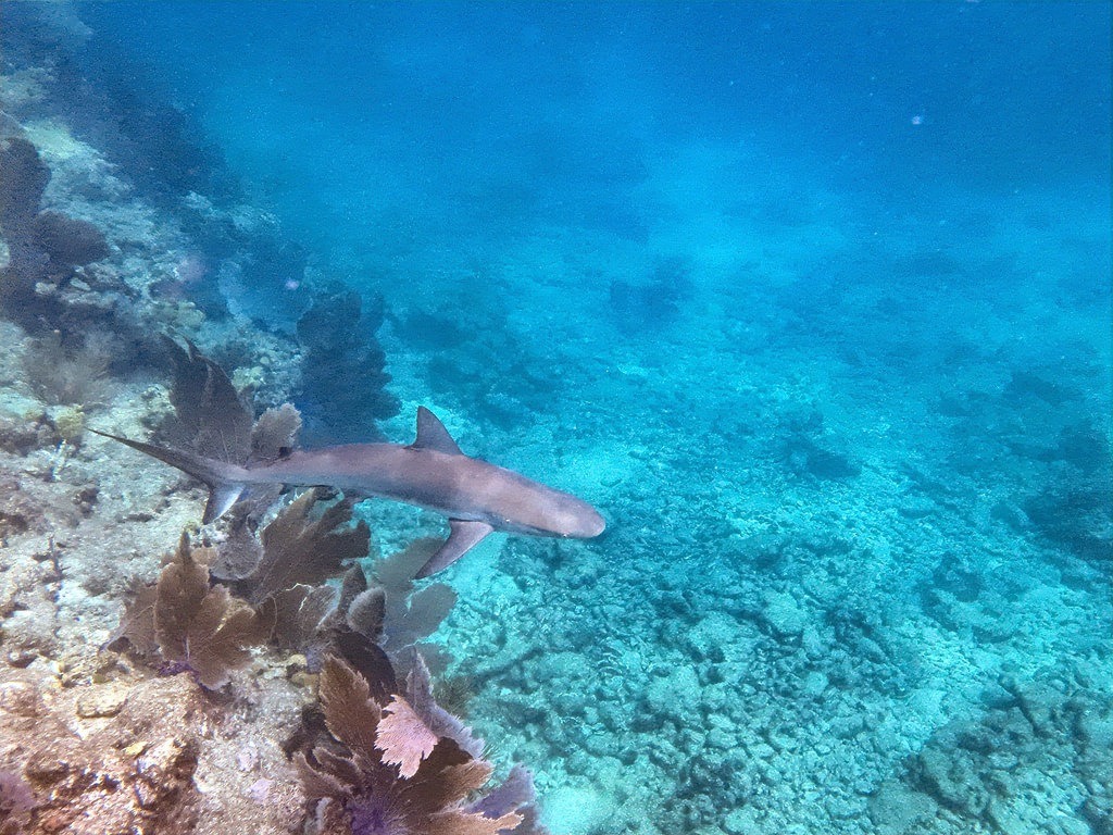 Ein grauer Hai schwimmt durch das blaue Wasser, vorbei an braunen, buschigen Korallenformationen und einem unebenen felsigen Untergrund
