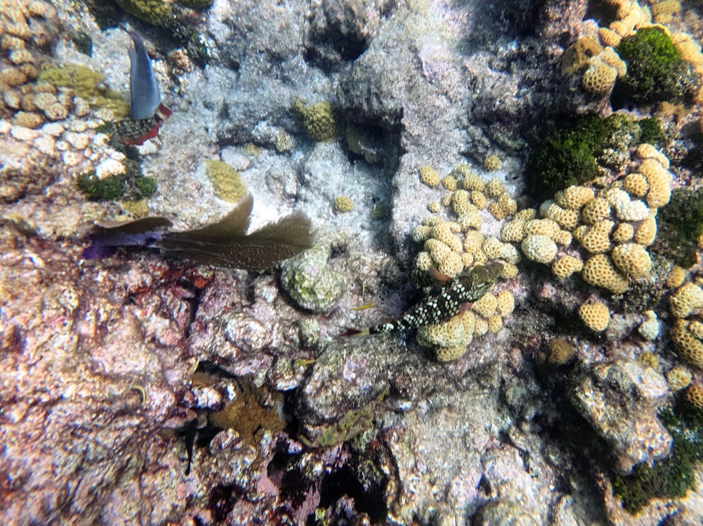 Unterwasseransicht eines Riffs mit felsigem Grund und grünen Algen. Eine Gruppe gelber, kugeliger Korallen prägt das Bild. Ein gefleckter Fisch schwimmt daran entlang, ein kleiner blauer Fisch oben links