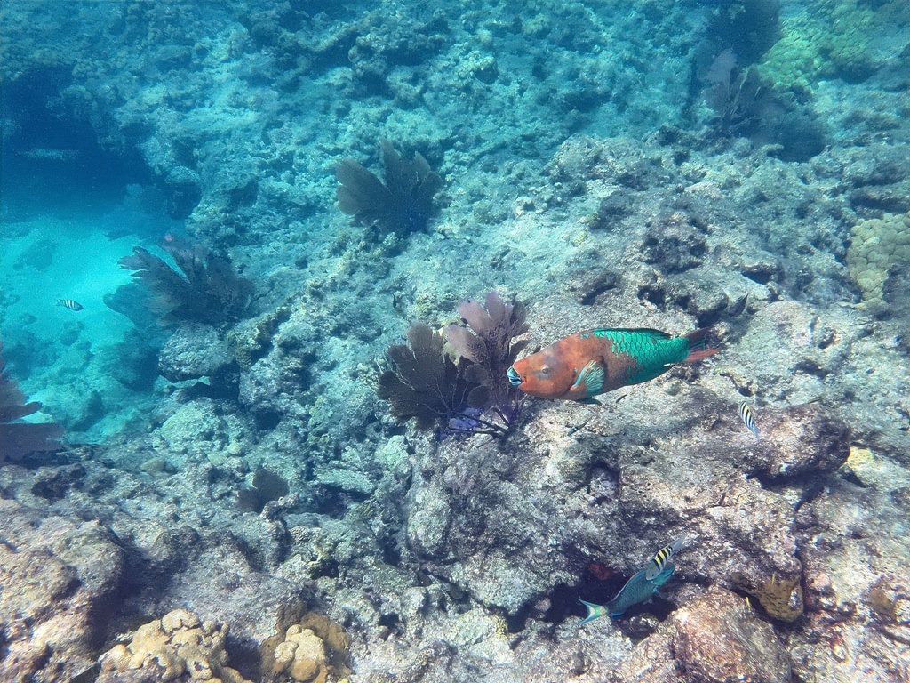 Ein bunter Fisch mit rostrotem Kopf und türkisem Rücken gleitet über das felsige Meer. Kleine, gestreifte Fische sind im Hintergrund zwischen den braunen Algen zu sehen