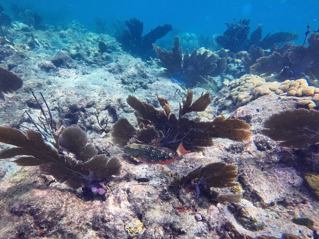 Ein kleiner, bunter Fisch mit geflecktem Körper und rotem Schwanz schwimmt durch blaues Wasser vor einem Korallenriff mit großen braunen Fächerkorallen