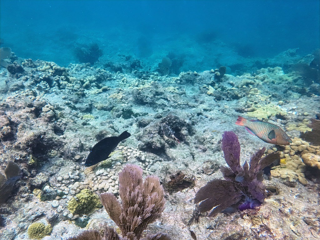 Unter Wasser schwimmt ein rötlicher Papageifisch gemeinsam mit einem dunklen Fisch über dem felsigen Meeresgrund, umgeben von lila Korallen im Vordergrund