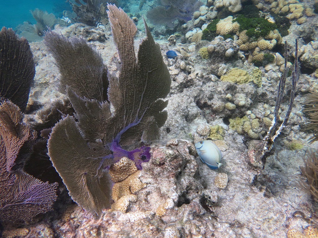 Eine große braune Fächerkoralle mit violettem Stamm wächst auf dem Riff. Ein hellblauer Fisch schwimmt rechts an massigen, gelblichen Korallen vorbei