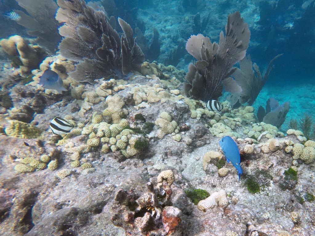 Unterwasseransicht einer Korallenlandschaft mit Fächerkorallen. Auf dem felsigen Meeresboden schwimmen ein blauer Fisch sowie zwei schwarz-weiß gestreifte Fische
