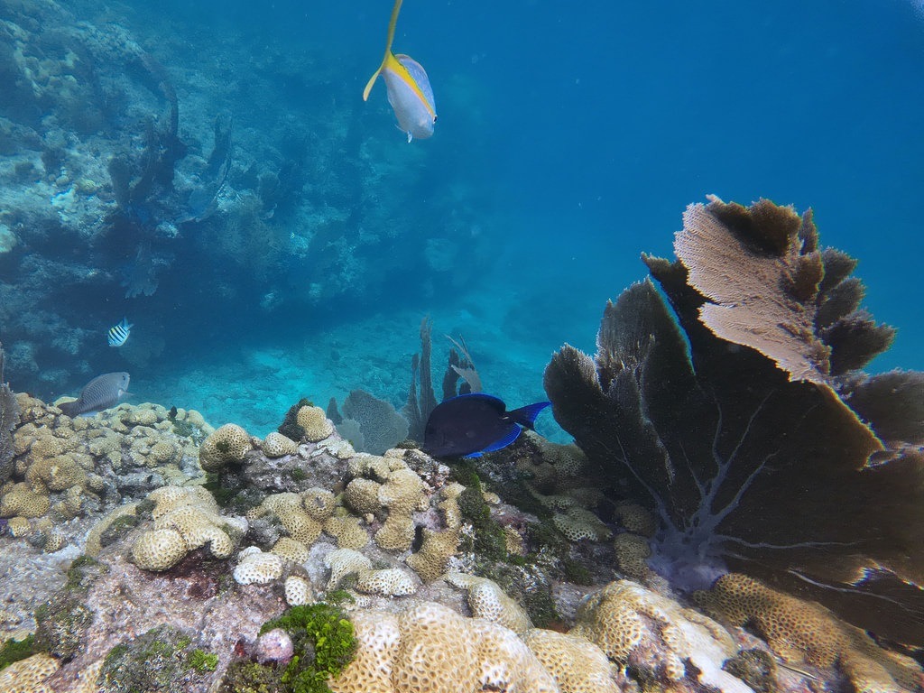 Große fächerförmige Korallen rechts und ein Fisch mit gelbem Schwanz oben. Ein dunkelblauer Fisch schwimmt über felsigem Untergrund mit Algen im blauen Wasser