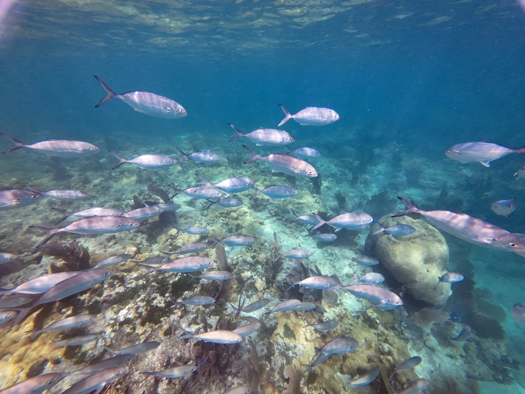 Ein Schwarm silbriger Fische schwimmt durch klares blaues Wasser über einem felsigen Meeresgrund, der mit dunklen Algen und rauen Steinen bedeckt ist