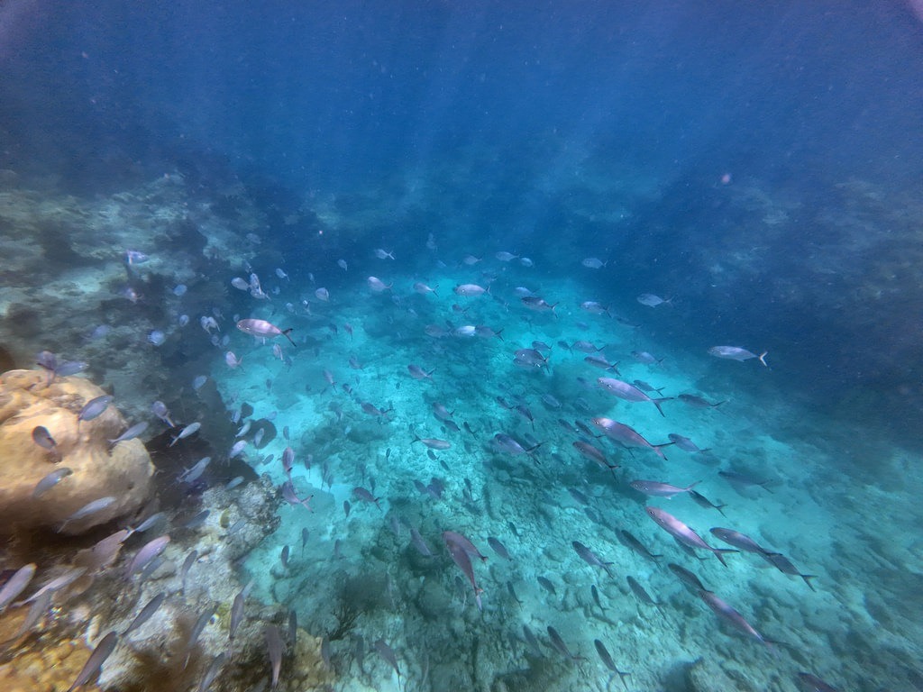 Ein Schwarm silbriger Fische gleitet über einem felsigen Meeresgrund in klarem türkisfarbenem Wasser, links ist ein größerer Felsbrocken erkennbar
