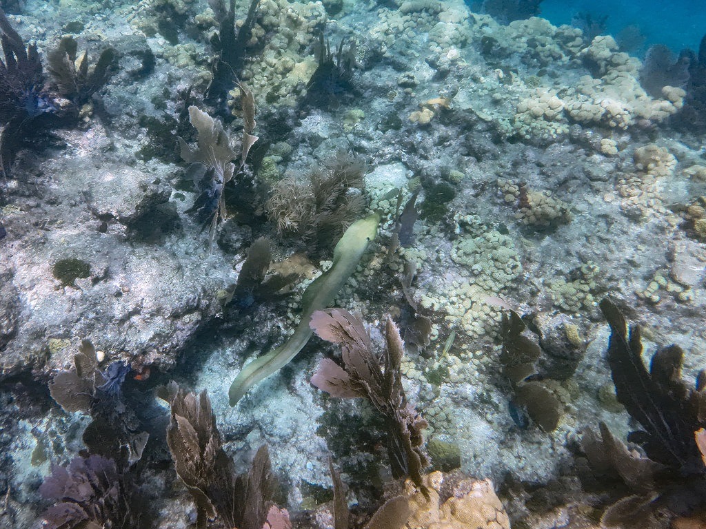 Ein langgestreckter, hellgrüner Fisch gleitet über den felsigen Meeresboden, der mit verschiedenen Korallen und dunklem Seetang bedeckt ist