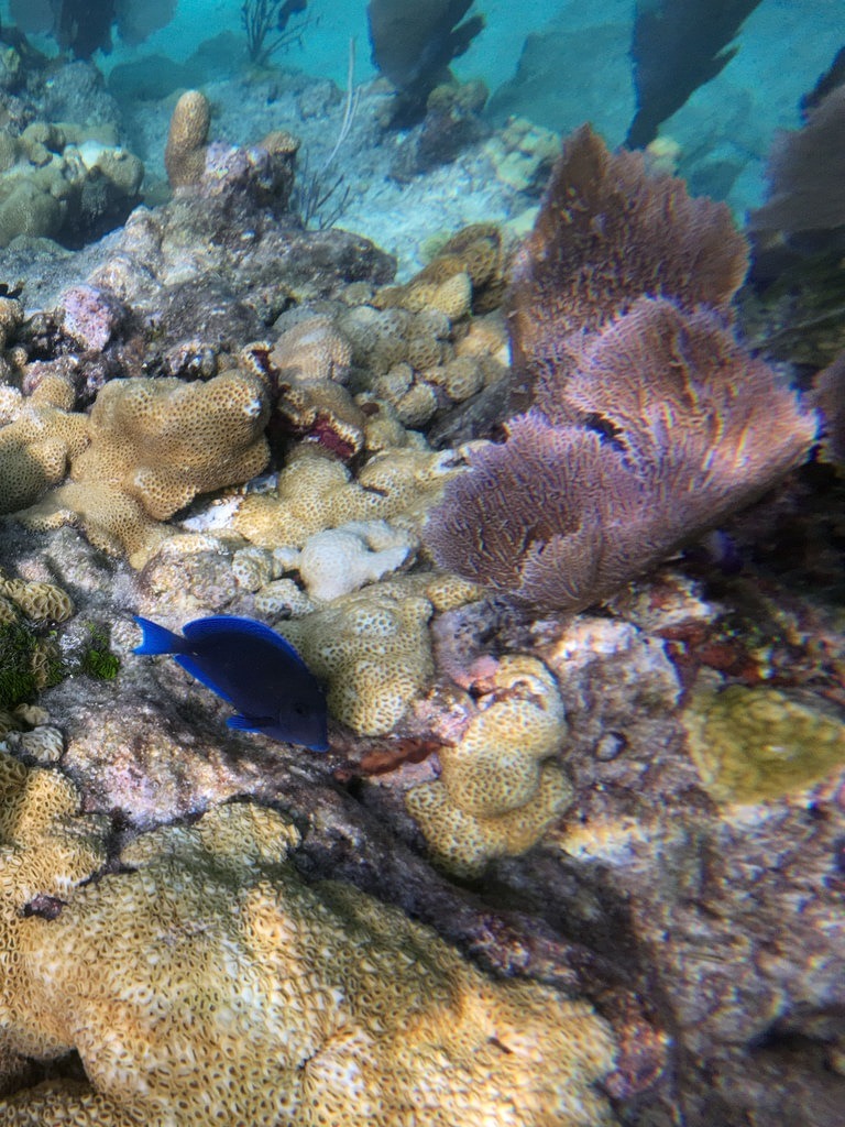 Während ein leuchtend blauer Fisch vorbeischwimmt, bilden massige braune Korallen und große, wellenförmige Riffstrukturen den Untergrund im Meer