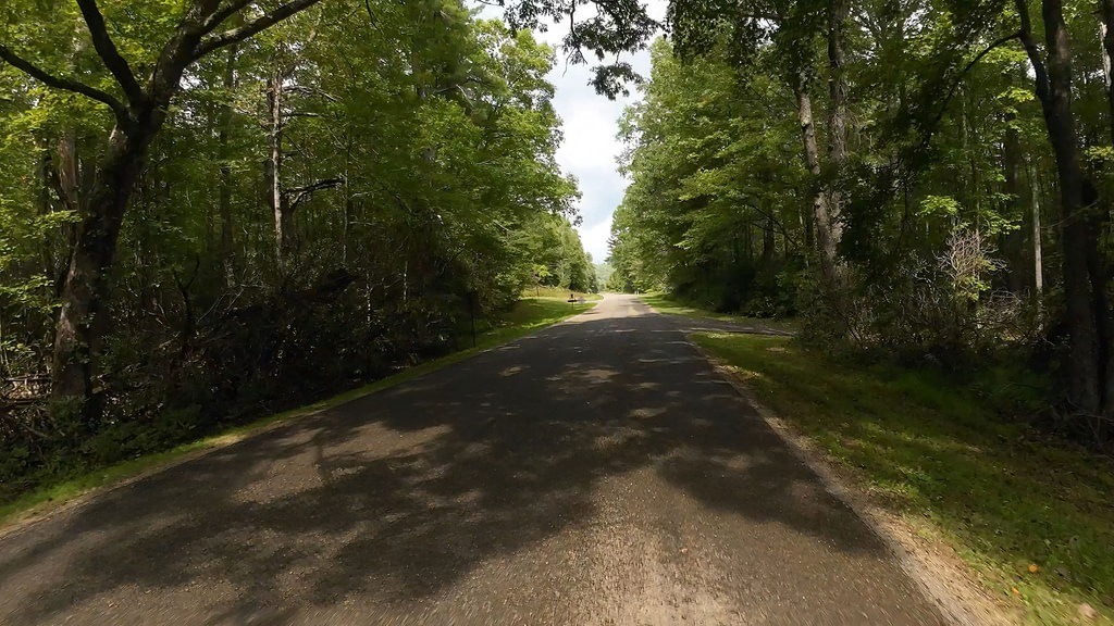 Die asphaltierte Straße schlängelt sich durch einen grünen Wald, wobei Bäume beidseits Schatten auf den Weg werfen und im Hintergrund der Weg in die Ferne führt