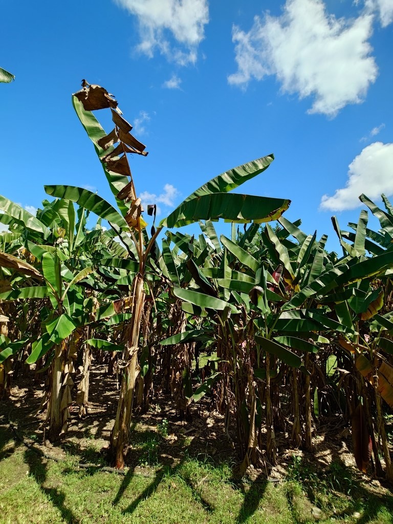 Echte Bananenstaude mit kräftig grünen, teilweise eingerissenen Blättern und braunen, vertrockneten Spitzen, stehend auf einem schattigen Plantagenboden vor strahlend blauem Himmel mit weissen Wolken
