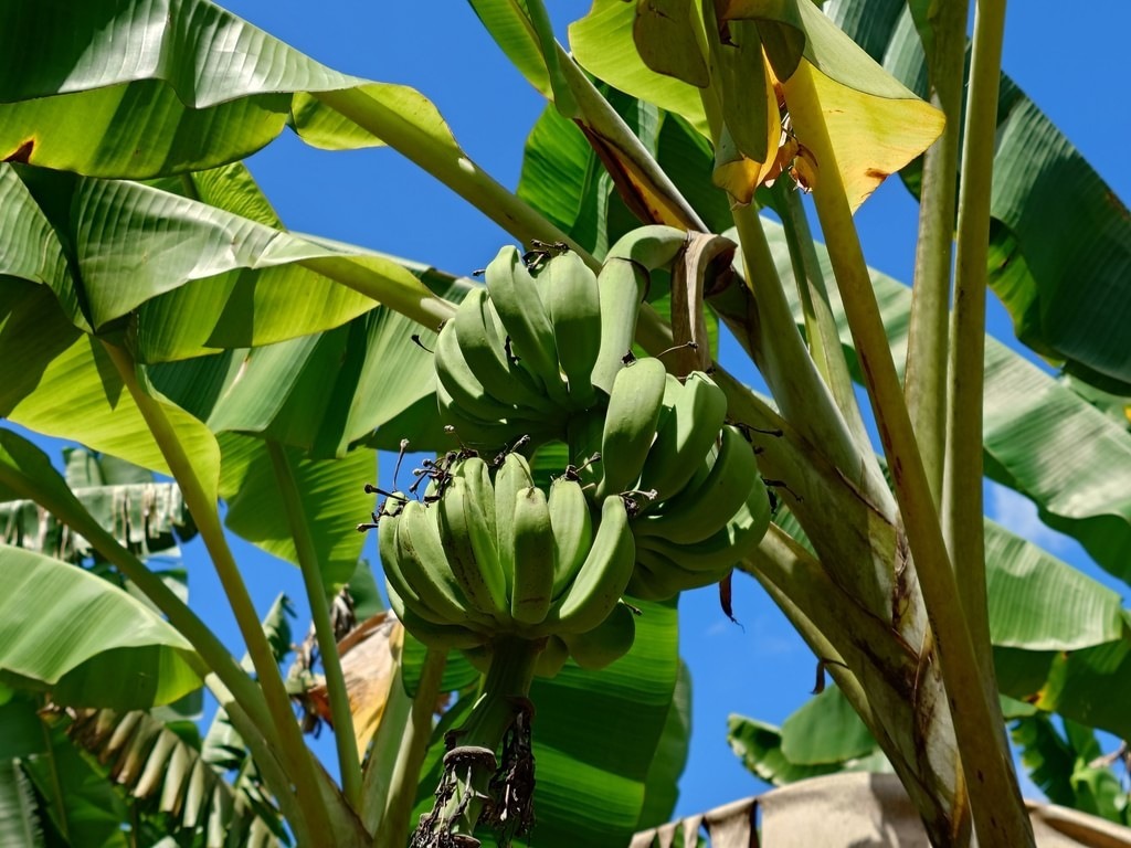 Unreife grüne Bananen hängen in dichten Büscheln an einer kräftigen Staude, umgeben von riesigen, leuchtend grünen Bananenblättern vor einem strahlend blauen Himmel