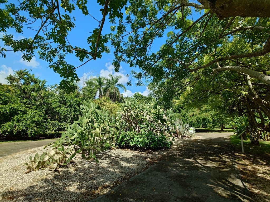 Große, hellgrüne Feigenkakteen stehen in einem Kiesbeet neben einem asphaltierten Parkweg, eingerahmt von dichtem Blattwerk großer Laubbäume, Palmen im Hintergrund und strahlend blauem Himmel