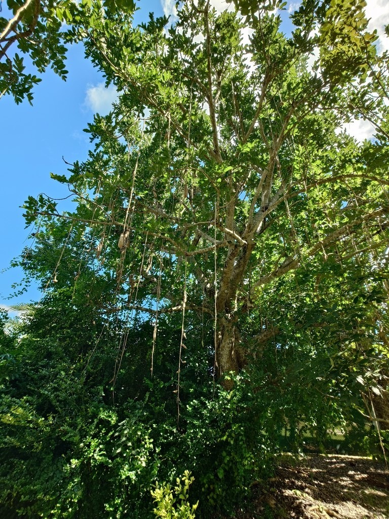 Wurstbaum mit dichter, dunkelgrüner Krone und graubrauner Rinde, von dessen kräftigen Ästen zahlreiche, herabhängende Stiele mit großen, länglichen Früchten in den hellblauen Himmel ragen