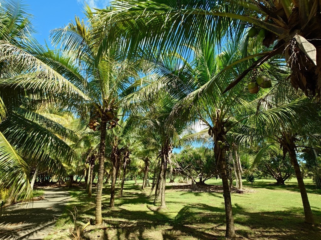 Kokospalmen mit langen, hellgrünen Wedkeln und braunen Stämmen säumen einen schmalen Spazierweg, der durch einen tropischen Park mit sattem Gras und strahlend blauem Himmel führt